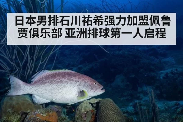 日本男排石川祐希强力加盟佩鲁贾俱乐部 亚洲排球第一人启程